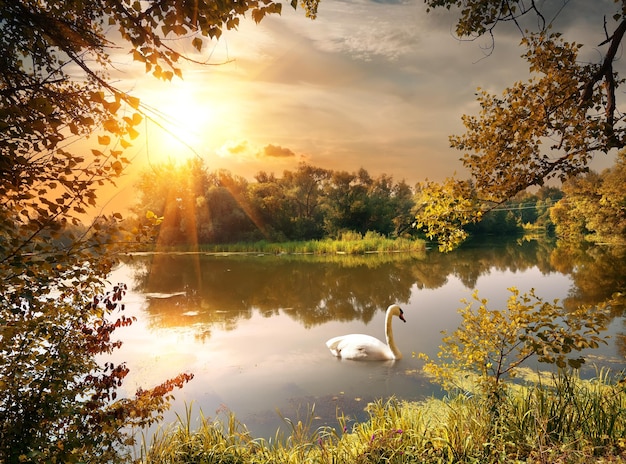 Swan on the pond in the evening