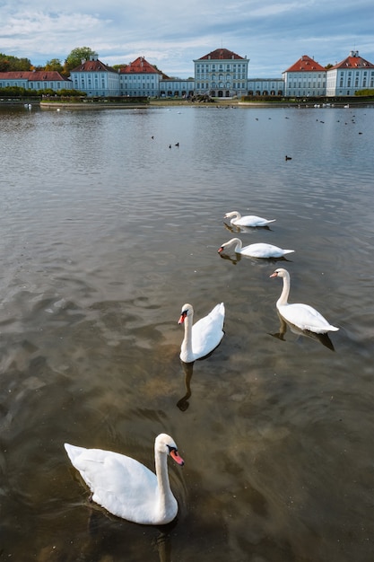 ニンフェンブルク宮殿ミュンヘンバイエルンドイツの近くの池の白鳥