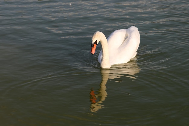 Swan in Pond