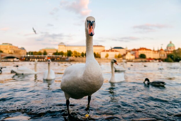 Swan portrait standing in Prague river