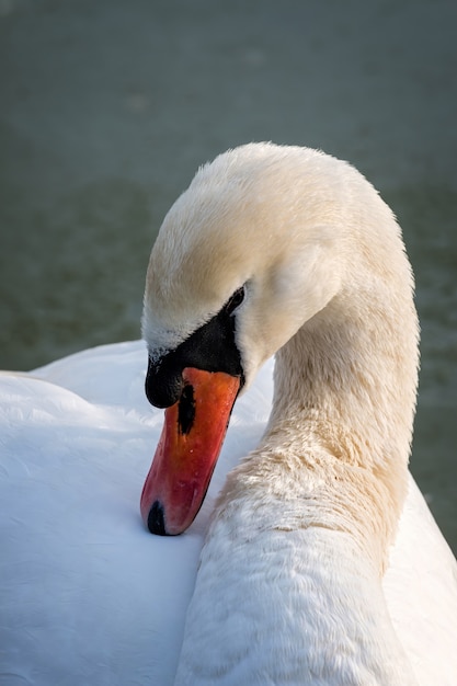 Swan portrait