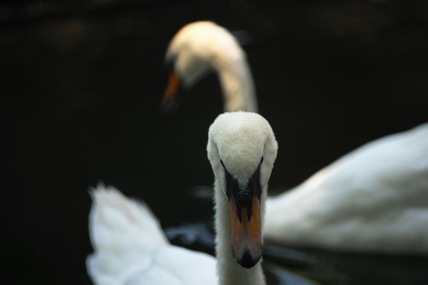 swan posing for the camera portrait of a swan