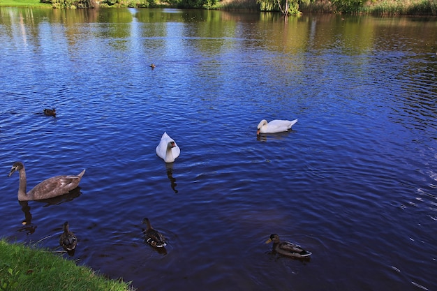 ドイツのポツダム公園の白鳥