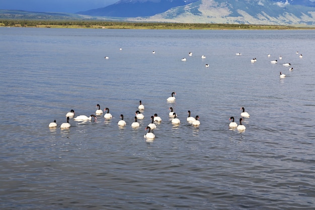 Swan in Puerto Natales of Chile