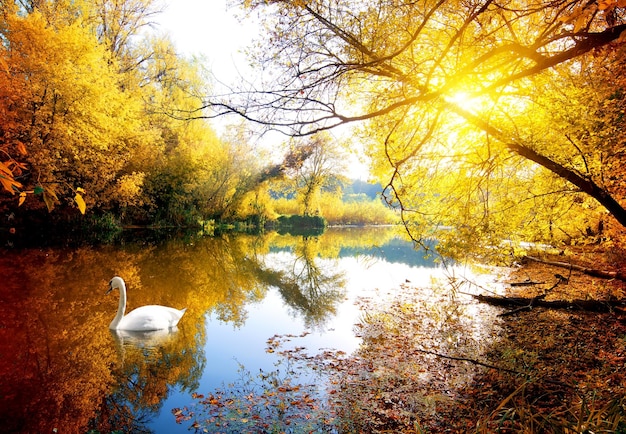 swan on the river in autumn forest