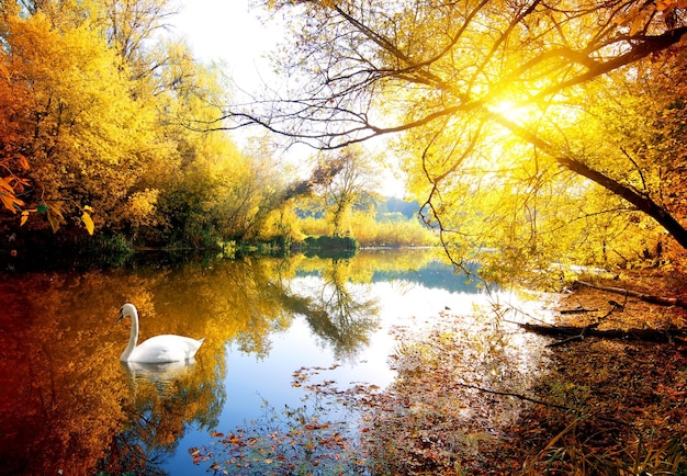 Swan on the river in autumn forest