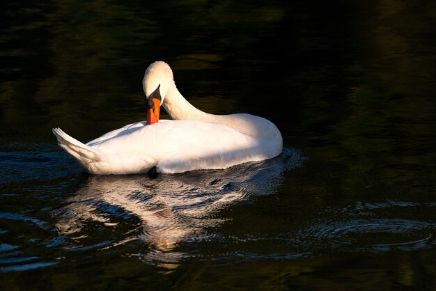 Swan in the river