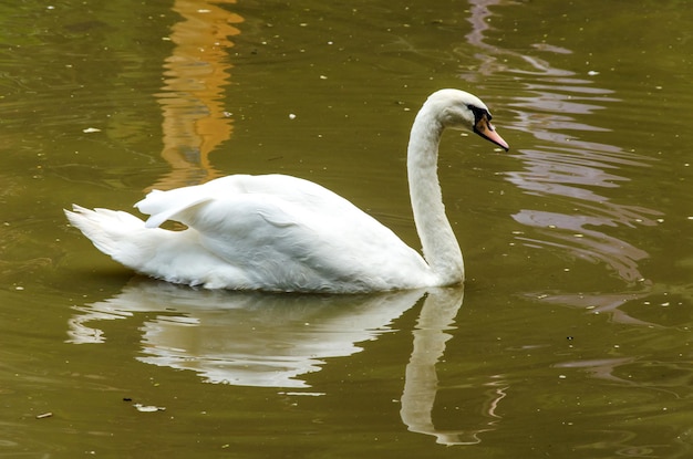 Swan in the river