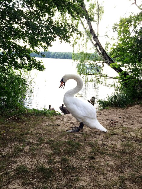 Foto il cigno sulla riva del fiume