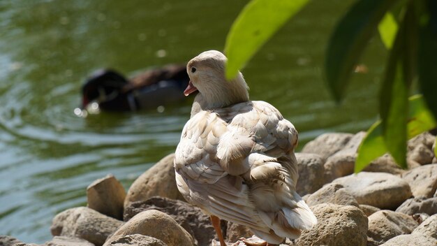 Swan on rock at shore