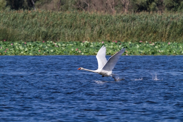 swan runs up and flies up into the air.