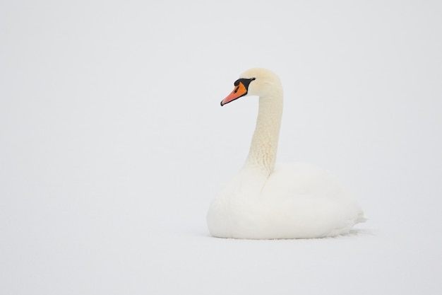 Foto il cigno sul campo coperto di neve