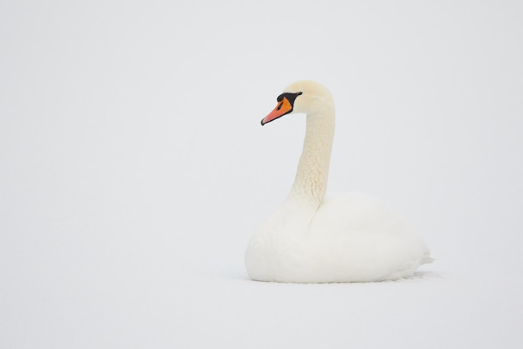 Photo 雪に覆われた畑の天<unk>