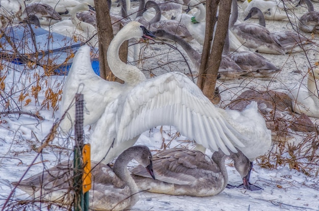 swan on snow covered trees