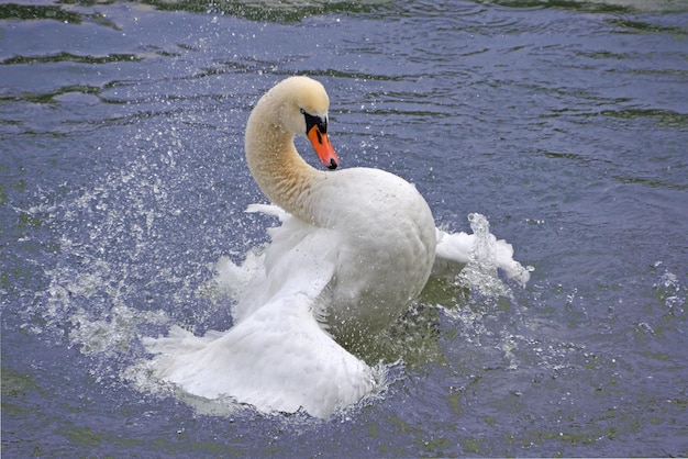 Swan splashing in the lake