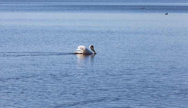 Swan in primavera al lago