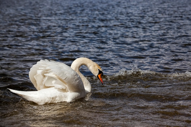 Swan in spring at the lake