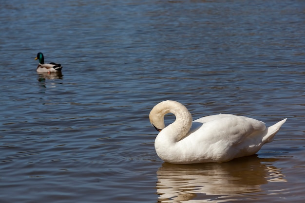 Swan in spring