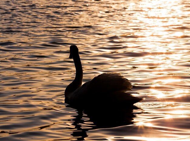   swan in the springtime  