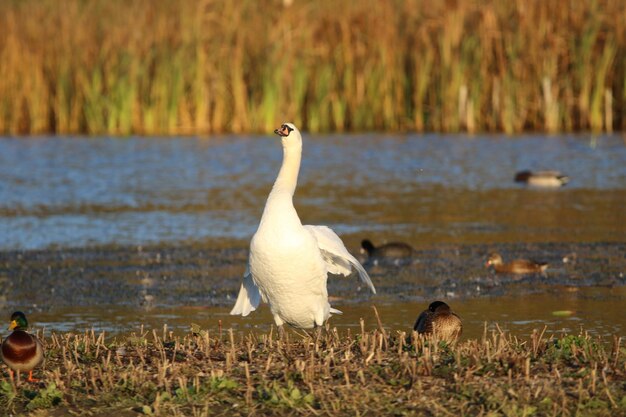 Photo swan stretching on lakeshore