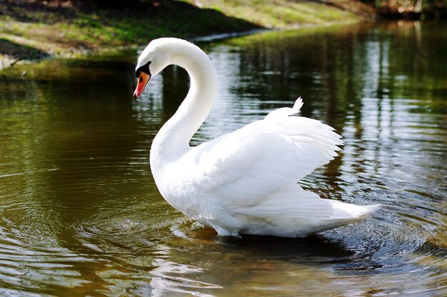 Photo swan swilling in lake