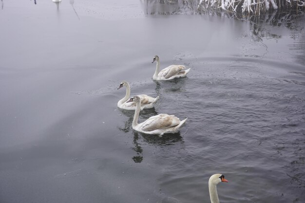 白鳥は冬の湖の水で泳ぐ凍るような雪に覆われた木