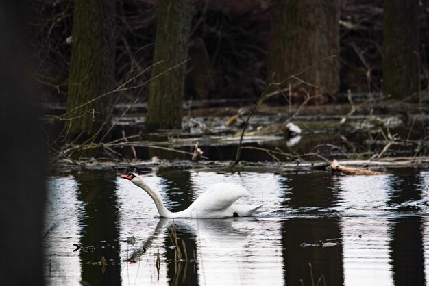 Photo a swan swimming across a lake screeching into the distance