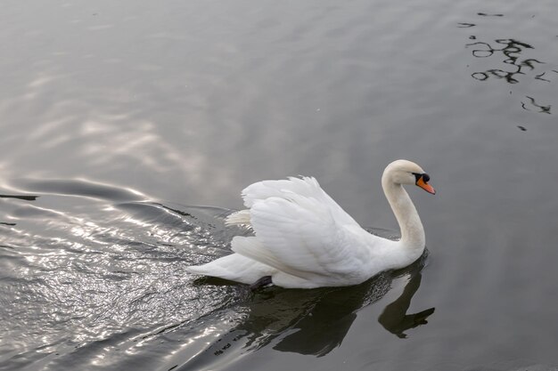 湖で一人で泳ぐ白鳥