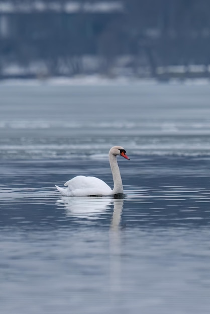Лебедь плывет по замерзшему озеру
