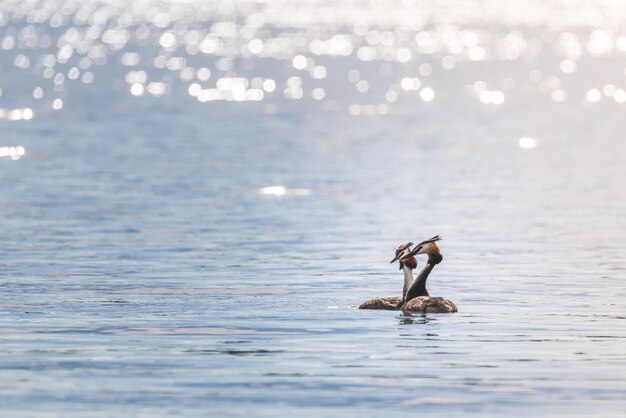 写真 湖で泳ぐ天<unk>