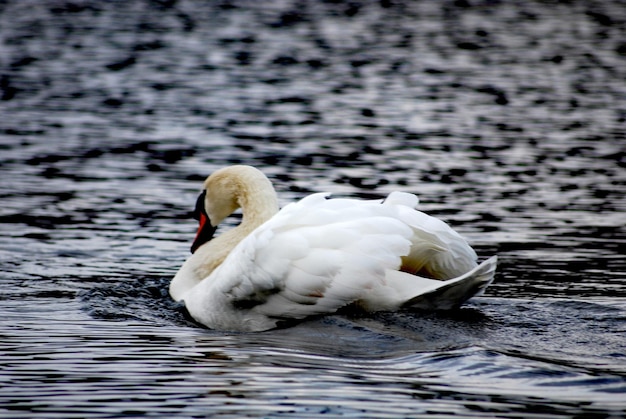 Фото Лебедь плавает в озере.