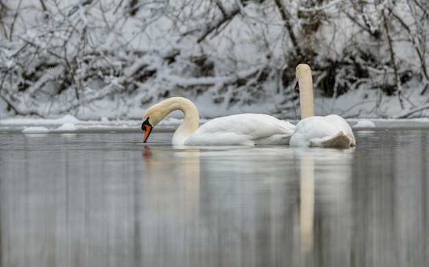 Фото Лебедь плавает в озере.