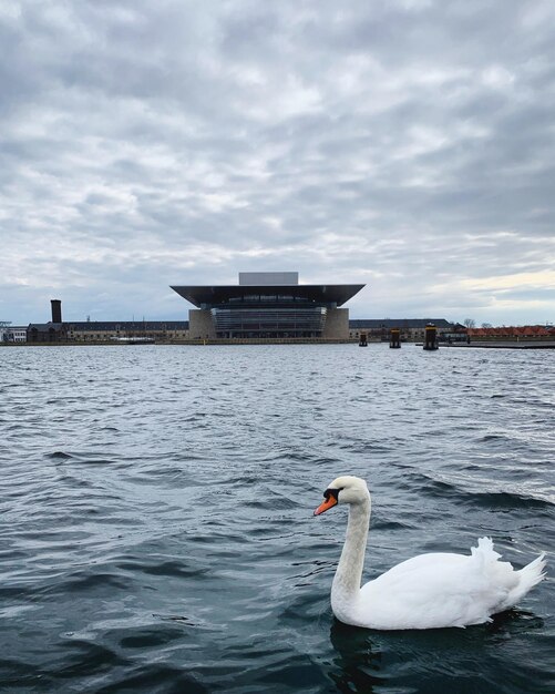 Фото Лебедь плавает в море на фоне неба