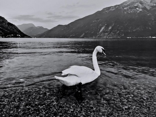 Swan swimming in lake against mountains