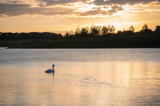 Foto il cigno che nuota sul lago contro il cielo durante il tramonto