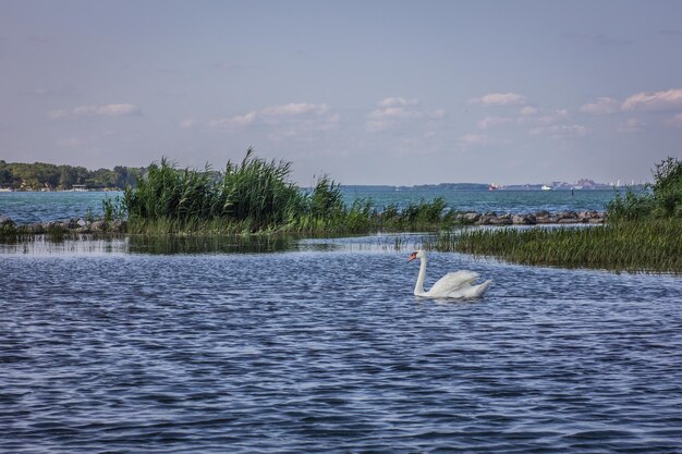 Foto il cigno che nuota nel lago contro il cielo