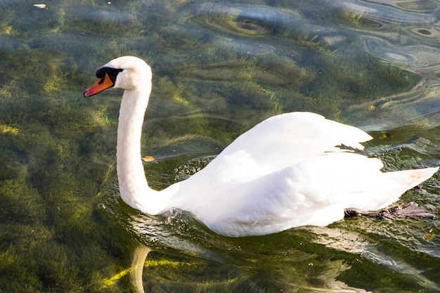 Swan swimming on the lake shore with snow