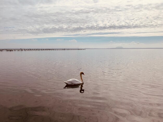 Swan swimming in lake