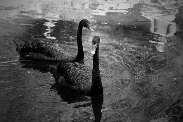 Foto il cigno che nuota nel lago