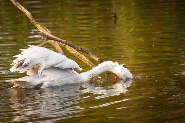 Photo swan swimming in lake