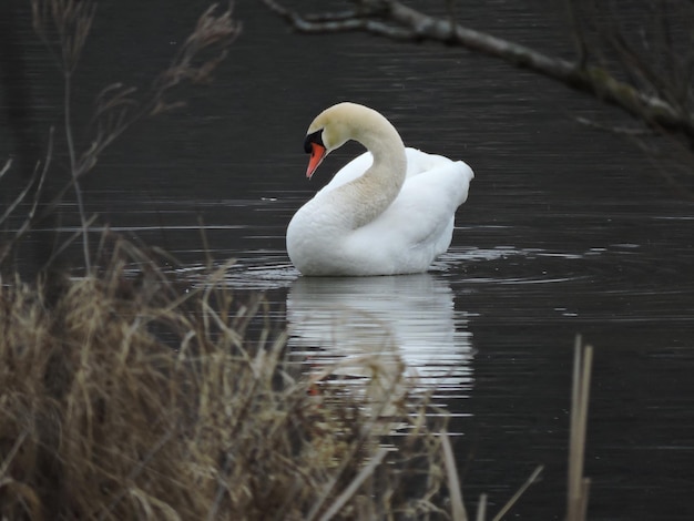 Photo swan swimming in lake