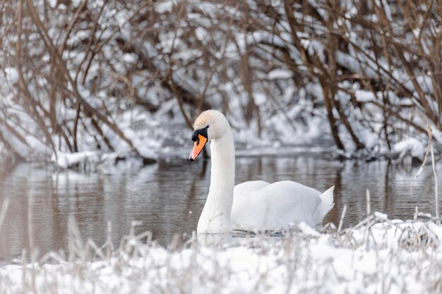 Photo swan swimming in lake