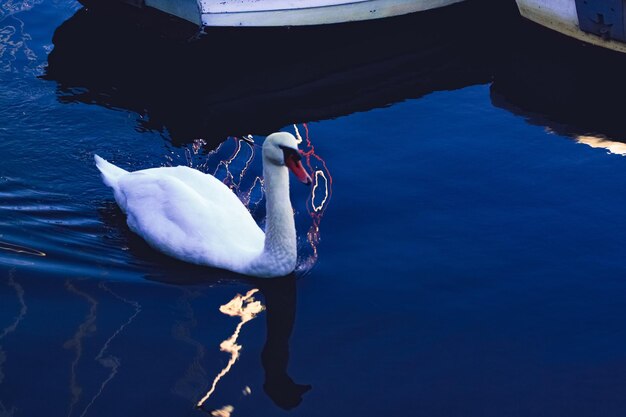 Photo swan swimming in lake