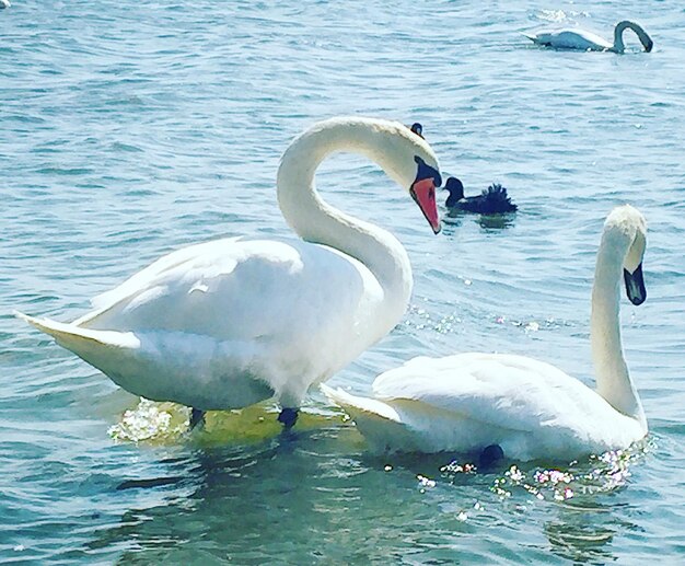 Swan swimming in lake