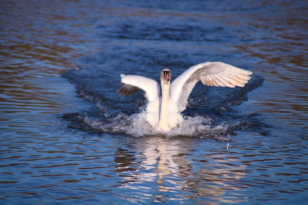 Swan swimming in lake