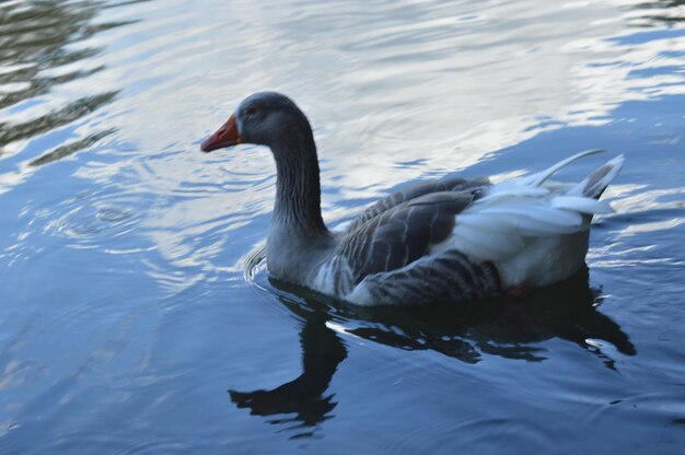 Swan swimming in lake