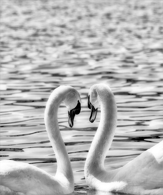 Foto il cigno che nuota nel lago