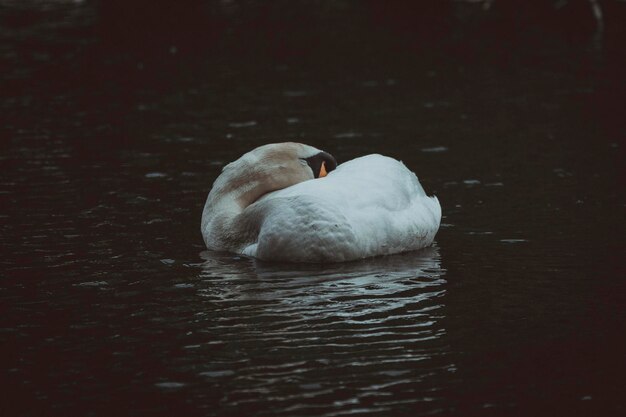 Swan swimming in lake