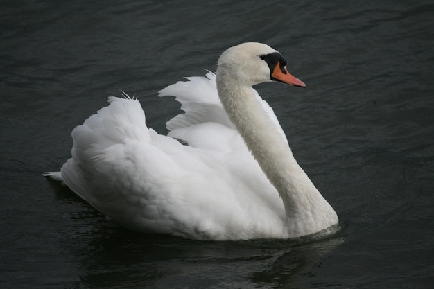 Swan swimming in lake