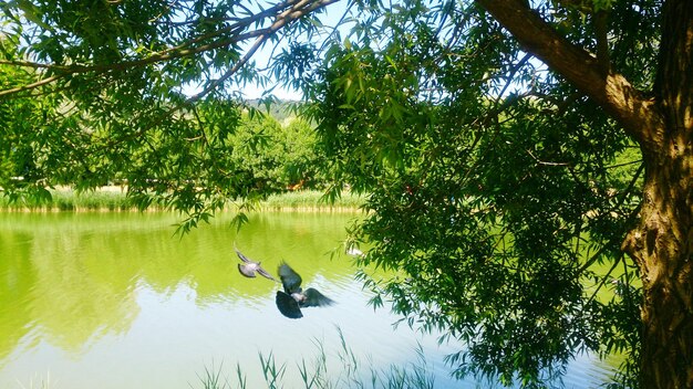 Swan swimming on lake